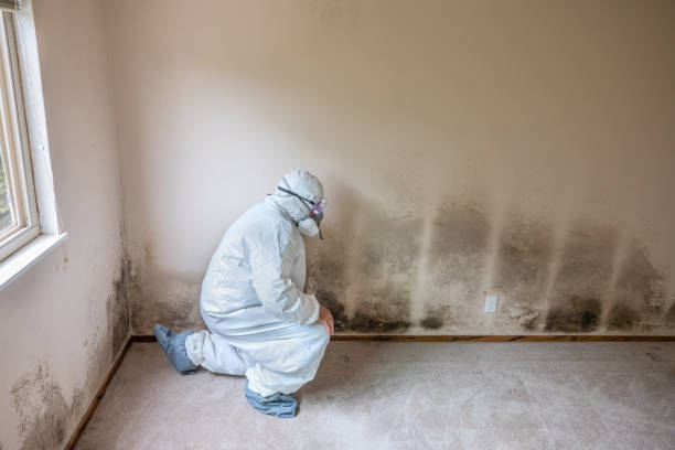 Why You Should Choose Our Mold Remediation Services in Placeholder9